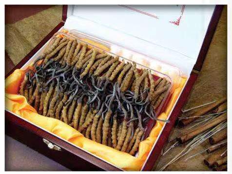 丹东冬虫夏草回收